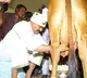 Bhumana milking a cow at Goshala