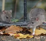 Rats turns into main attraction in New York city