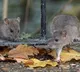Rats turns into main attraction in New York city