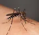 Honduras tries ending dengue with wolbachia mosquitoes