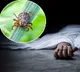 Anantapur Dist Youth Died With Scrub Typhus Disease