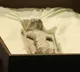 After Mexico Brings Bodies Of Aliens To Parliament NASAs Response
