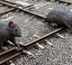Rs 41000 to catch one rodent Northern Railway