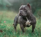 UK bans American XL Bully Dogs