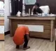 Official in UPs Bareilly district removed from post after video of complainant sitting in murga position goes viral
