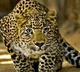 Officials suspect man eater leopard is still in the Tirumala forest