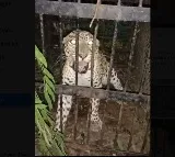 TTD awaits for lab reports to identify which leopard killed Lakshita