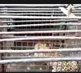 Two of leopards trapped near Tirumala temple released