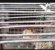 Two of leopards trapped near Tirumala temple released