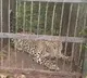 zoo officials catches another leopard in tirumala