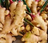 Ginger supplements can be beneficial in treating autoimmune diseases: Study