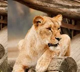Lioness Maheshwari Dies With Heart Attack In Vizag Zoo
