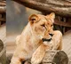Lioness Maheshwari Dies With Heart Attack In Vizag Zoo