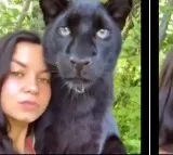 Black panther raised after being mistaken as a kitten