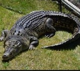 Crocodile in Hyderabad chinthal basthi nala