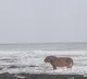 Asiatic lion's seaside stroll in Junagadh captured in lens; pic goes viral