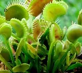plants in your garden that eats mosquitoes and flys buigs