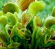 plants in your garden that eats mosquitoes and flys buigs