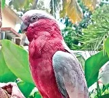 Lost australia parrot returned to owner in a day by jubilee hills police