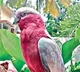 Lost australia parrot returned to owner in a day by jubilee hills police
