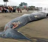 50 foot long whale carcass washes up on Kerala shore