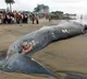 50 foot long whale carcass washes up on Kerala shore