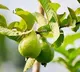 Health benefits with guava leaves