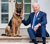 Biden's dog involved in more biting incidents at WH than reported: Report