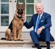 Biden's dog involved in more biting incidents at WH than reported: Report