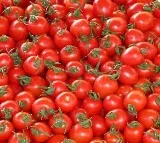 Tomato Price Falls To 30 Paise Per Kg At Pattikonda Market in Kurnool District
