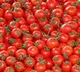 Tomato Price Falls To 30 Paise Per Kg At Pattikonda Market in Kurnool District