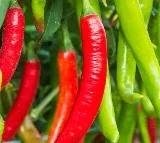 Green Chilli or Red Chilli Which one is healthier