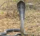 Cobra injured in UP, taken to Delhi in ambulance for treatment
