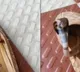 Forest Officer Shares Video Of Baby Cobra Hiding Inside A Shoe Asks People To Be Careful