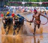B'luru set to host buffalo racing sport ‘Kambala’; K’taka govt to provide Rs 1cr grant