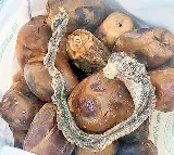 Pregnant woman finds dead snake in food supplied by anganwadi center in Chittoor