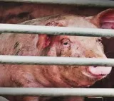 Strife-torn Manipur now hit by African Swine Fever