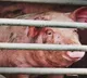 Strife-torn Manipur now hit by African Swine Fever