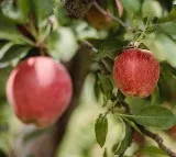 6 Indian apple varieties & its health benefits