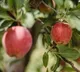 6 Indian apple varieties & its health benefits