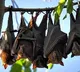Why bats do not get infected by Covid, Ebola virus?