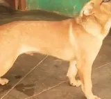 Mans cruelty on Barking dog with a rod on the private part
