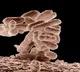 College cafeteria tables carry 60K times more bacteria than toilet
 seats: Study