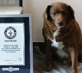Worlds Oldest Dog Ever Bobi Dies