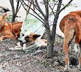 Girl dies of rabies 15 days after dog bite in Agra