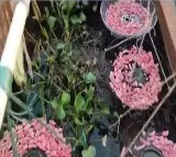 Banned Thailand Snail Farming Raise Concern In Vuyyuru
