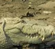 6-ft crocodile remains inside UP house for 3 hrs before rescued