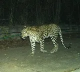 Another leopard spotted at Tirumala walk way