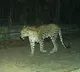 Another leopard spotted at Tirumala walk way