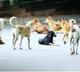 With dogs killing 4 children this year, Telangana scrambles for solutions
